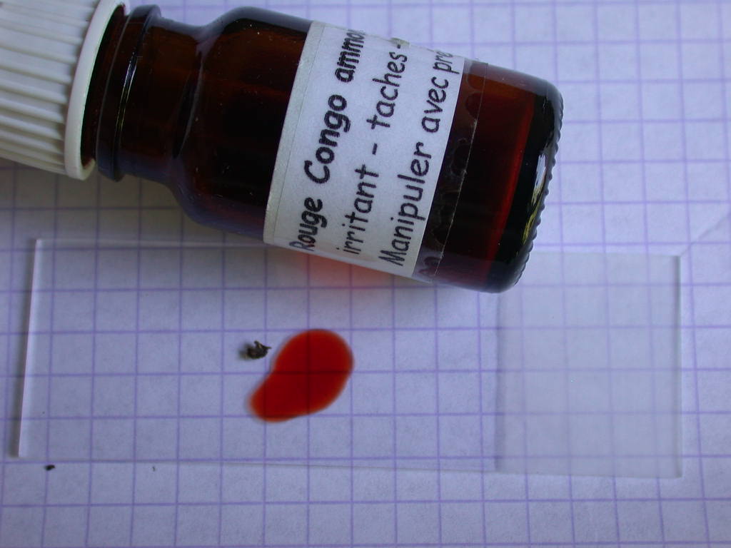 Con l''aiuto del microscopio... QUIZ